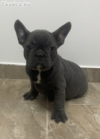 Kék Francia bulldog kiskutyák