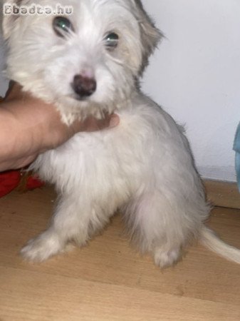 Bichon Havanese Kisfiú