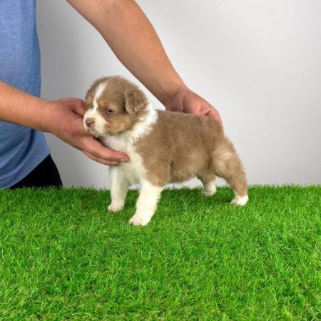 Ausztrál juhászkutya