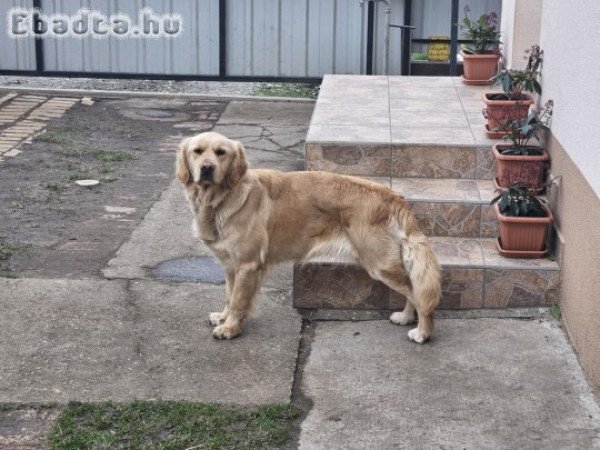 Golden Retriver eladó
