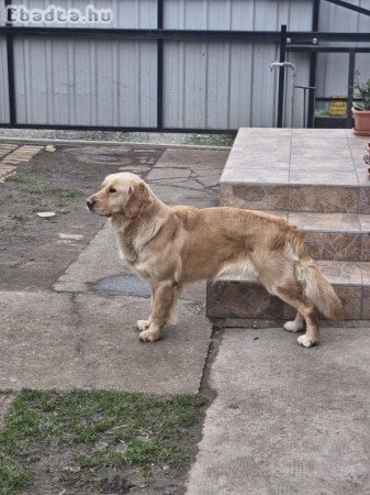 Golden Retriver eladó