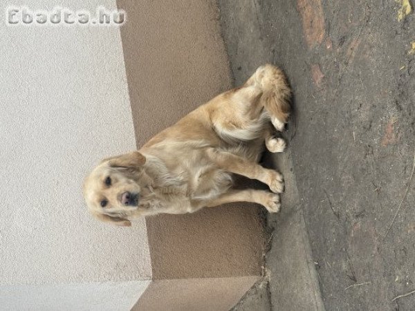 Golden Retriver eladó
