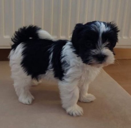 Bichon Havanese