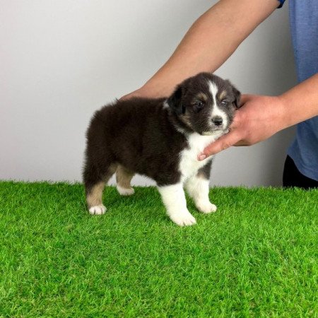 Ausztrál juhászkutya