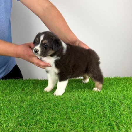 Ausztrál juhászkutya