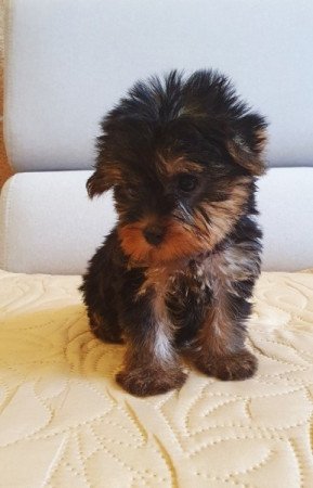 yorkshire terrier