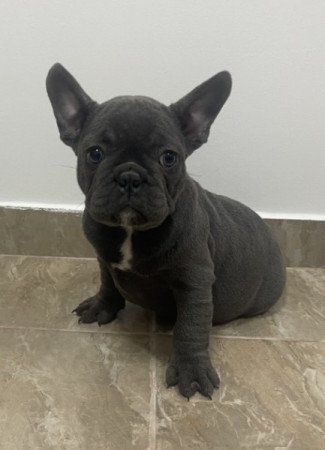 Francia bulldog