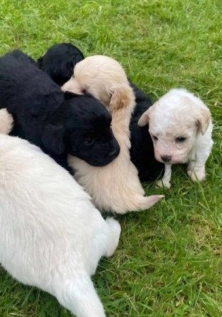 Máltai+uszkár=Maltipoo havanese bichon