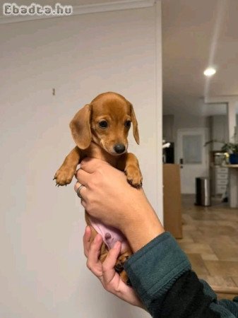 Dachshund