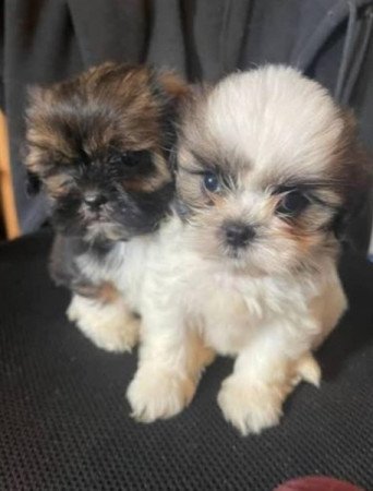 Shih tzu