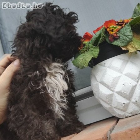 Bichon havanese