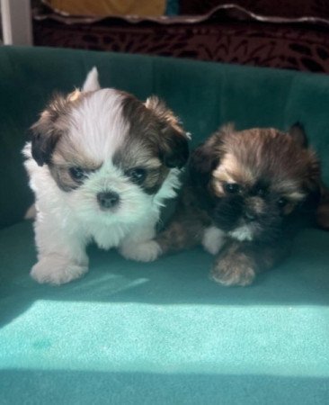 Shih tzu