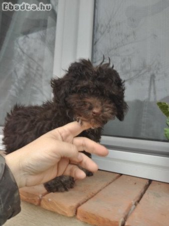 Bichon havanese