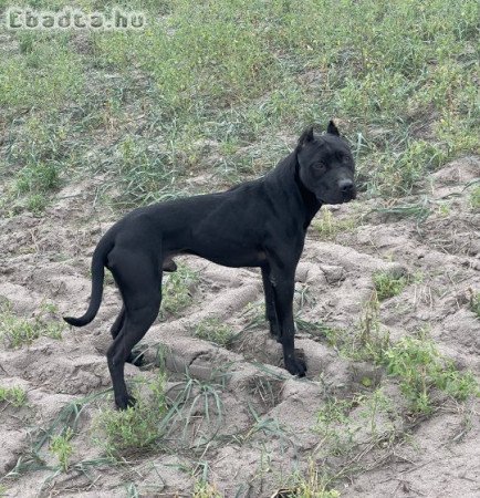 Pit bull kiskutyák eladóak