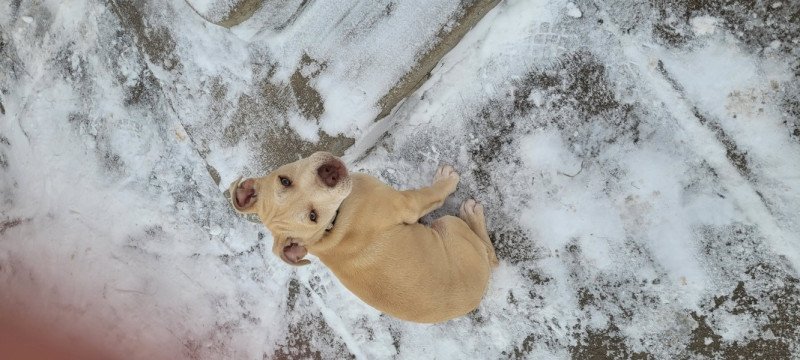 Staffordshire terrier kölyök