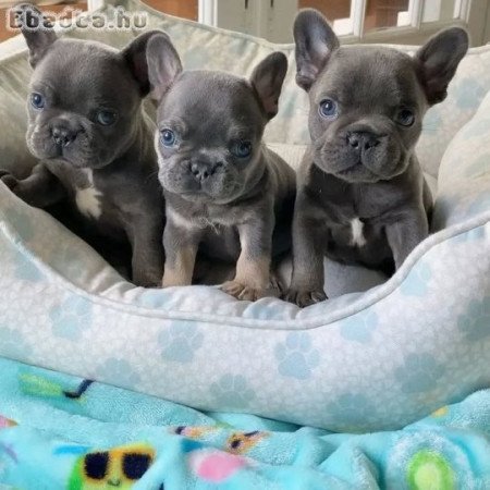 Francia bulldog kölykök