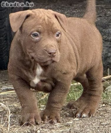 Elado xxl rednose pitbull