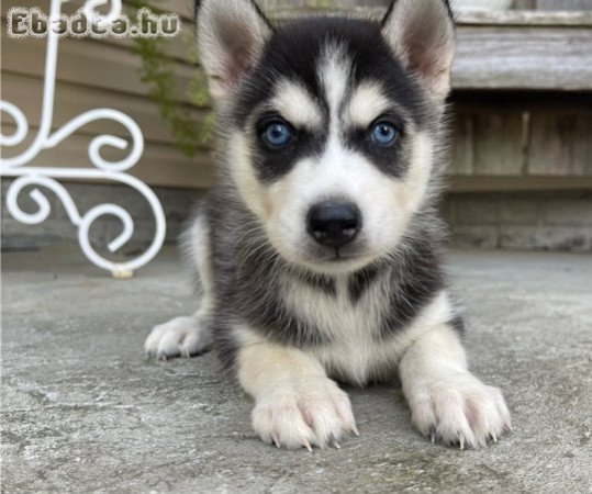 Szibériai husky kölykök