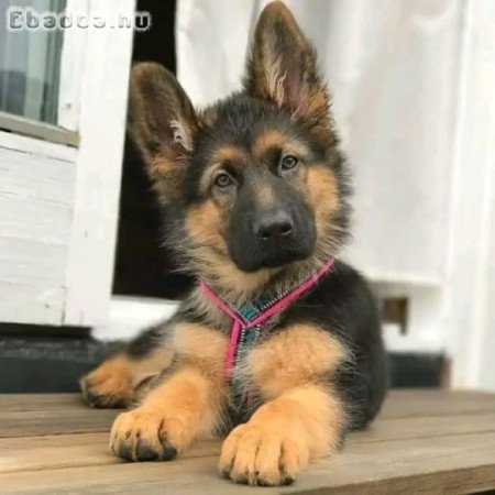 Németjuhász kölykök