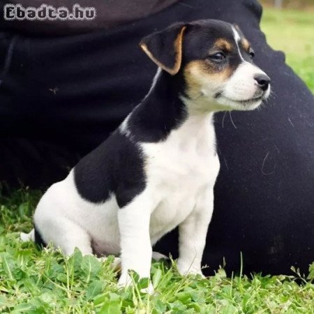 Jack Russell terrier kölykök