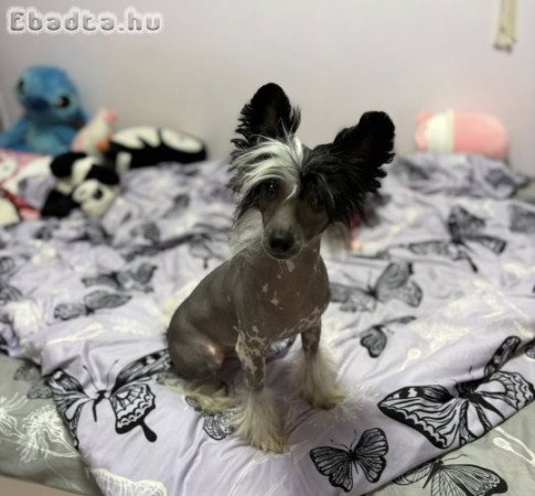 Kínai Meztelen kiskutya