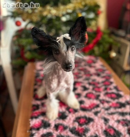 Kínai Meztelen kiskutya