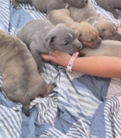 Staffordshire terrier