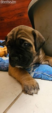 Cane Corso kölykök
