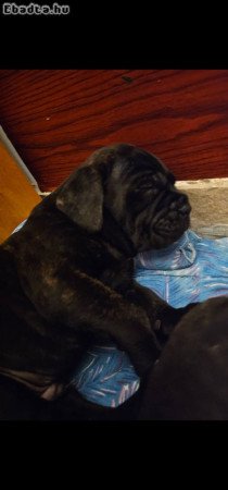 Cane Corso kölykök