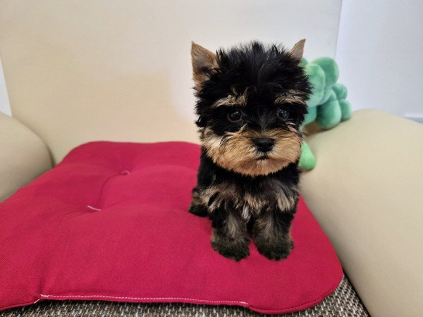 Pici termetű álló fülű yorkshire terrier