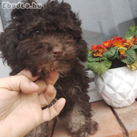 Bichon havanese