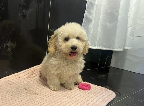 Maltipoo