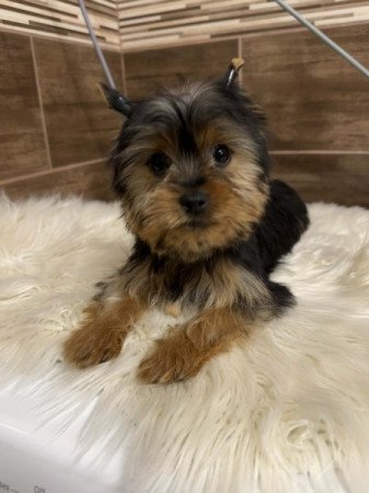 Yorkshire terrier