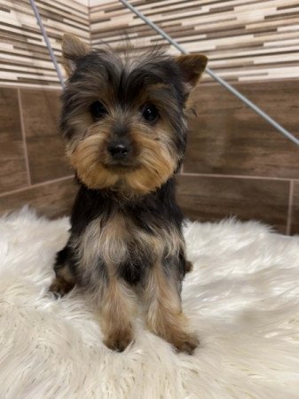 Yorkshire terrier