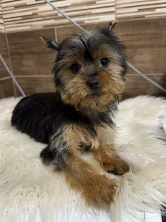 Yorkshire terrier