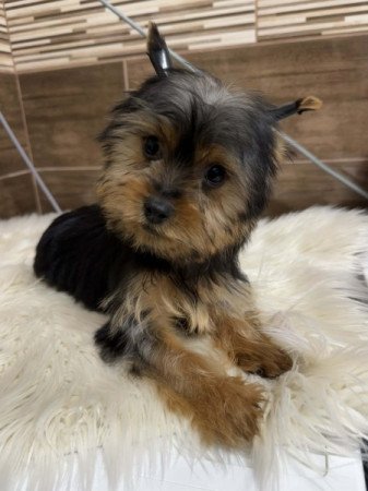 Yorkshire terrier