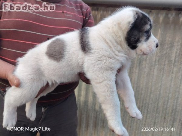 Középázsiai juhász