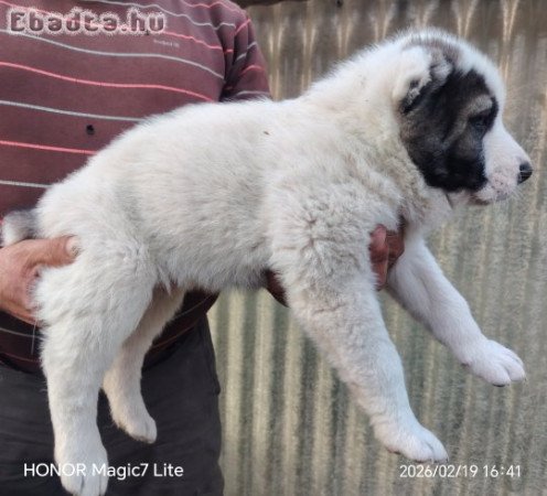 Középázsiai juhász