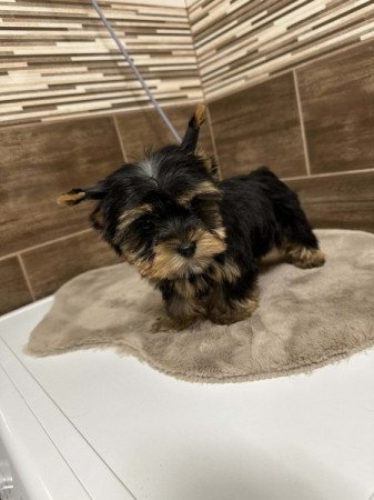 Extra mini Yorkshire terrier