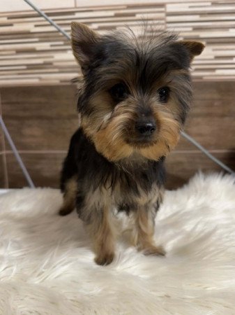 Yorkshire terrier