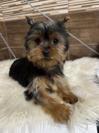 Yorkshire terrier