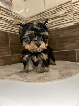 Extra mini Yorkshire terrier