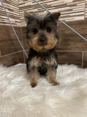 Yorkshire terrier