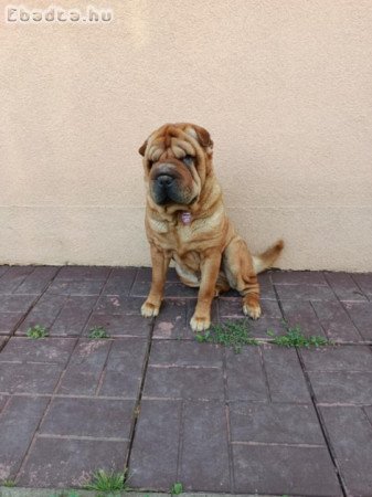 🐾 GAZDIT KERES 2 SHAR PEI (kan + szuka)