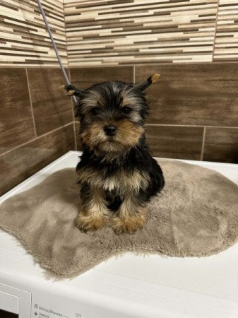 Yorkshire terrier
