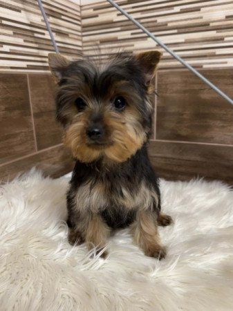 Yorkshire terrier