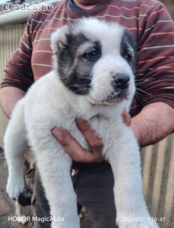 Középázsiai juhász