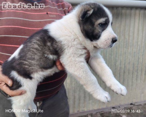 Középázsiai juhász