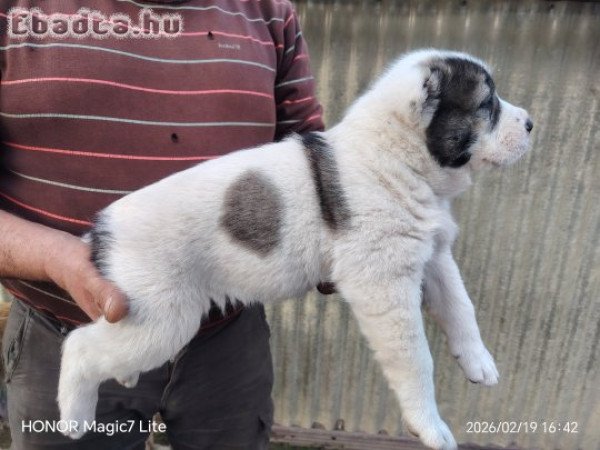 Középázsiai juhász