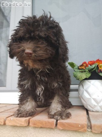 Bichon havanese